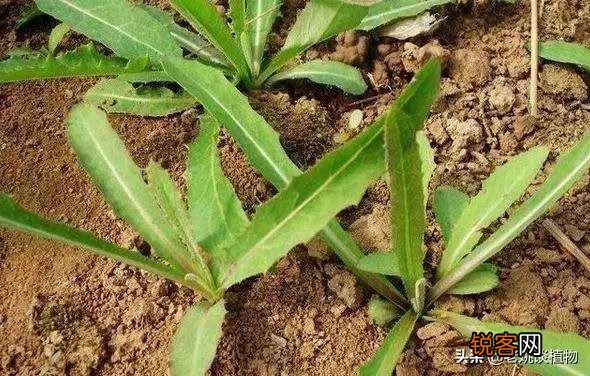 农村最常见野菜有哪些？能种植吗？
