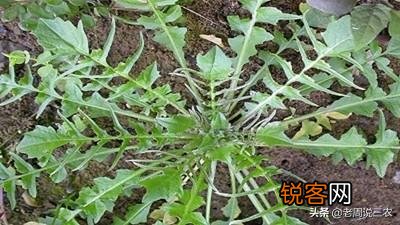 农村最常见野菜有哪些？能种植吗？