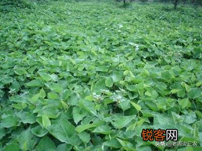 农村最常见野菜有哪些？能种植吗？
