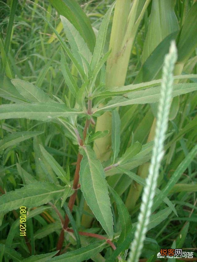 洛阳春天有哪些野菜可以吃？
