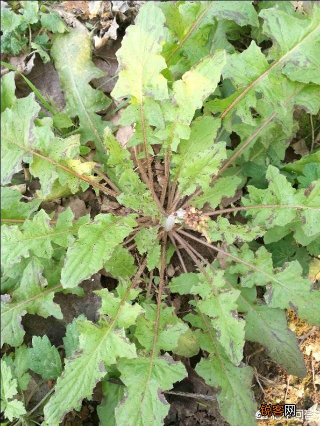 洛阳春天有哪些野菜可以吃？