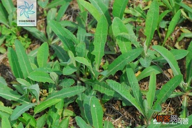 洛阳春天有哪些野菜可以吃？