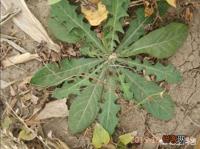 洛阳春天有哪些野菜可以吃？