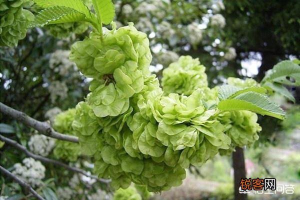 洛阳春天有哪些野菜可以吃？