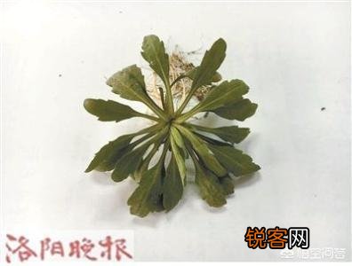 洛阳春天有哪些野菜可以吃？