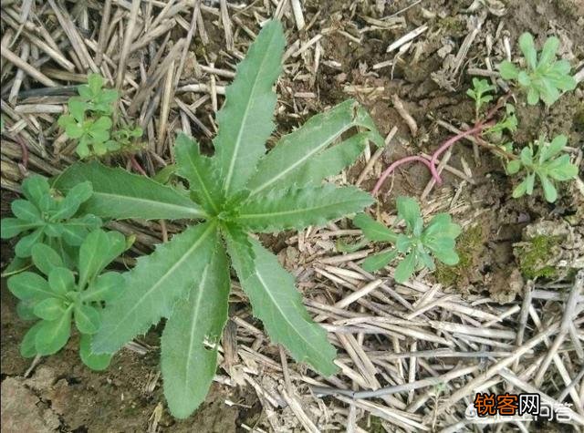 洛阳春天有哪些野菜可以吃？