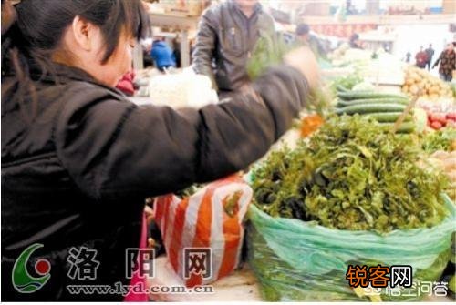 洛阳春天有哪些野菜可以吃？