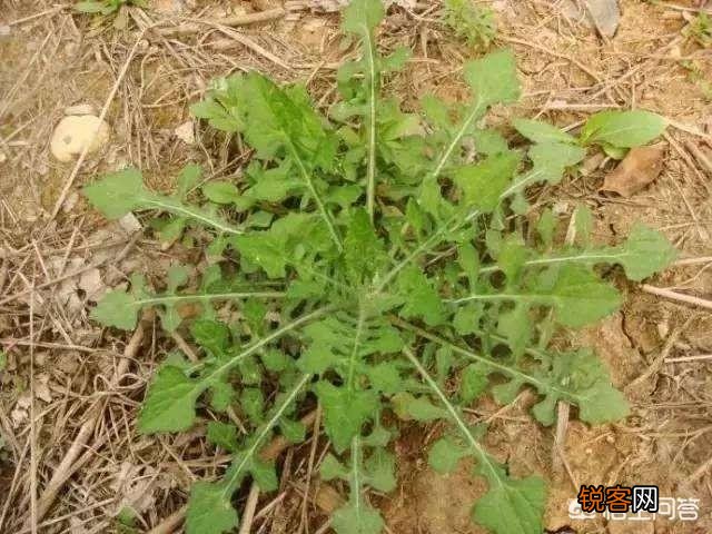 洛阳春天有哪些野菜可以吃？