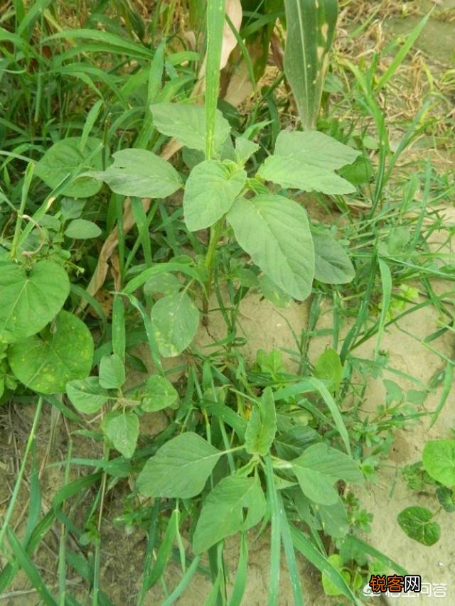 洛阳春天有哪些野菜可以吃？