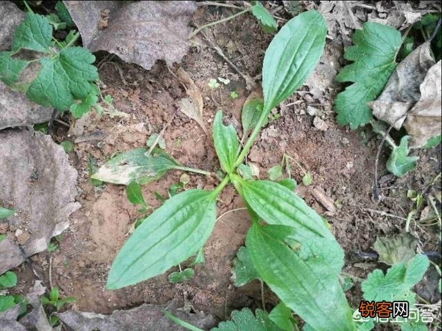洛阳春天有哪些野菜可以吃？