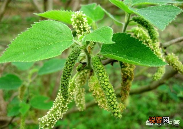 洛阳春天有哪些野菜可以吃？