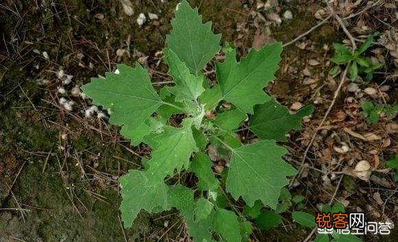 洛阳春天有哪些野菜可以吃？