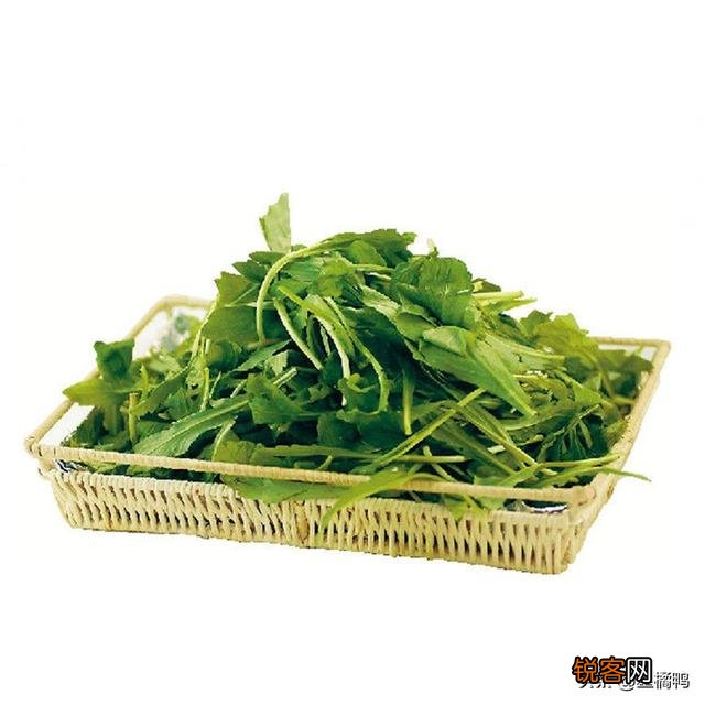 春季可以吃哪些野菜？
