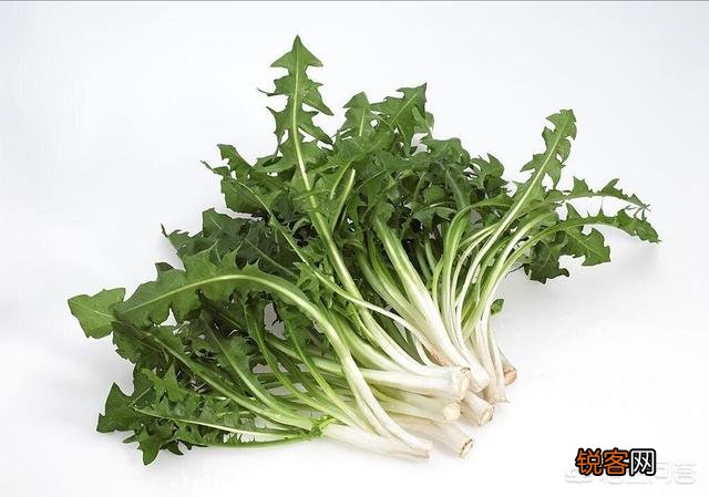 春季可以吃哪些野菜？