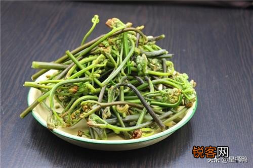 春季可以吃哪些野菜？