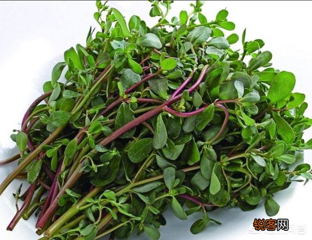 春季可以吃哪些野菜？