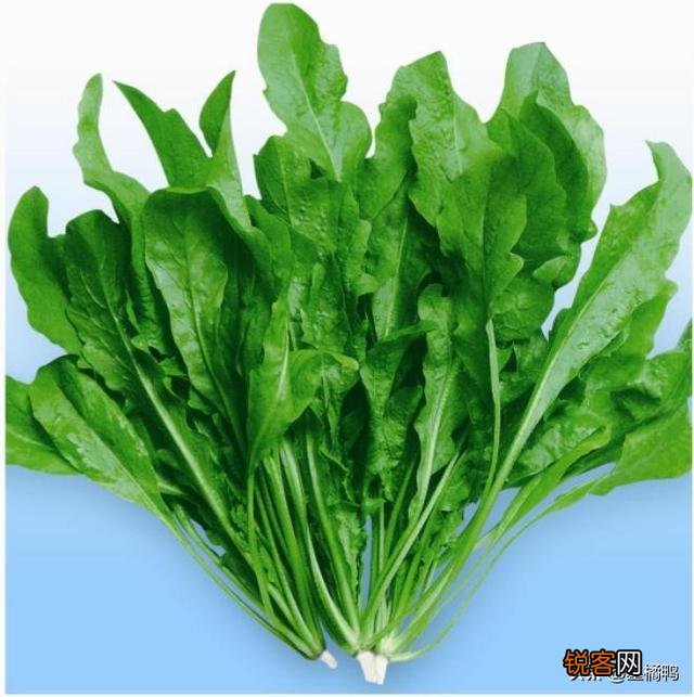 春季可以吃哪些野菜？