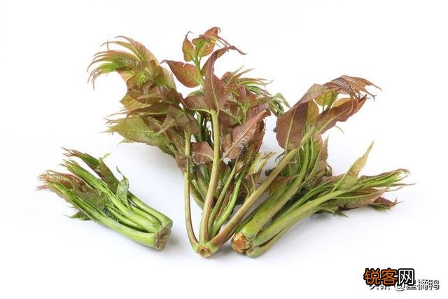 春季可以吃哪些野菜？
