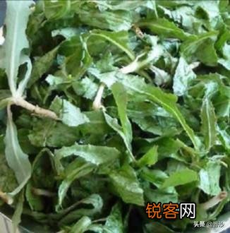 春季可以吃哪些野菜？
