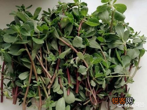 五一过后,我们农村都有哪些可以食用的野菜？你又能说出来几样？