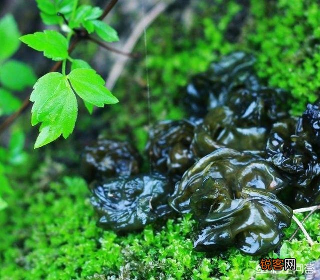 五一过后,我们农村都有哪些可以食用的野菜？你又能说出来几样？