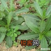 五一过后,我们农村都有哪些可以食用的野菜？你又能说出来几样？