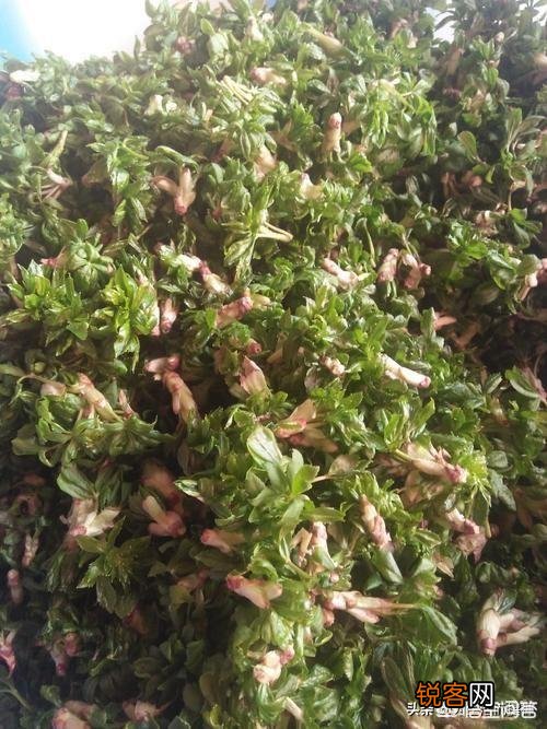 五一过后,我们农村都有哪些可以食用的野菜？你又能说出来几样？