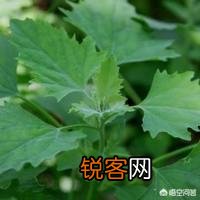 五一过后,我们农村都有哪些可以食用的野菜？你又能说出来几样？
