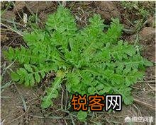 五一过后,我们农村都有哪些可以食用的野菜？你又能说出来几样？