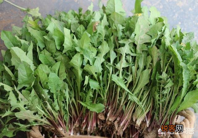 五一过后,我们农村都有哪些可以食用的野菜？你又能说出来几样？
