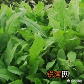 五一过后,我们农村都有哪些可以食用的野菜？你又能说出来几样？