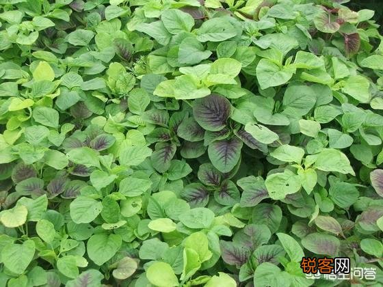 五一过后,我们农村都有哪些可以食用的野菜？你又能说出来几样？