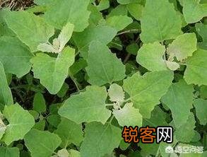 五一过后,我们农村都有哪些可以食用的野菜？你又能说出来几样？