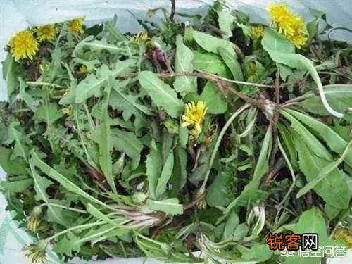 五一过后,我们农村都有哪些可以食用的野菜？你又能说出来几样？
