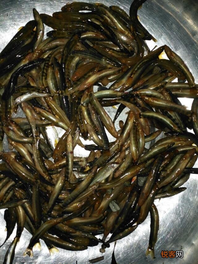 你在云南吃过哪些好吃的野菜？