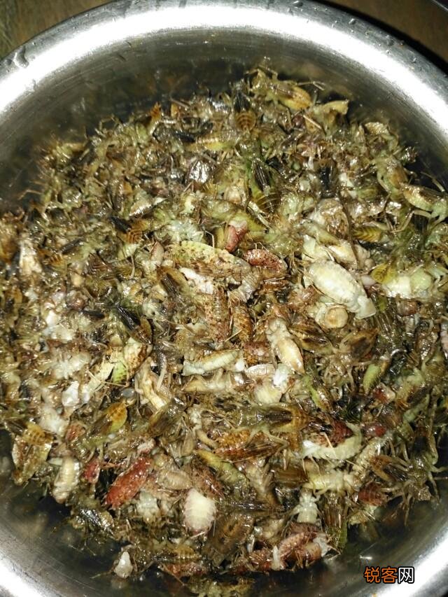 你在云南吃过哪些好吃的野菜？
