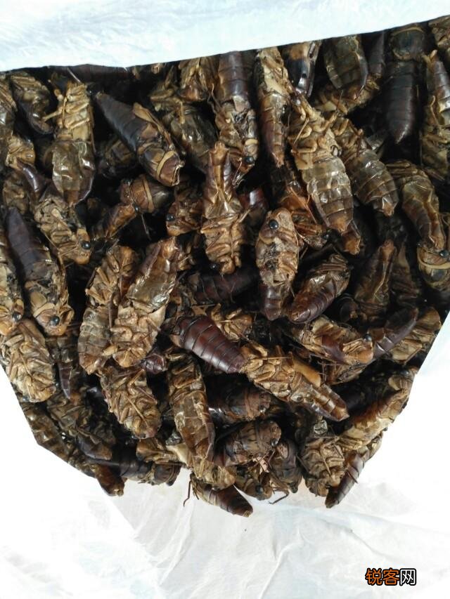 你在云南吃过哪些好吃的野菜？