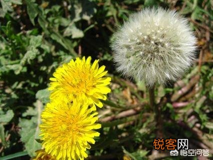 开春吃什么野菜清肝,明目,败火,怎么吃,有什么特色地方野菜？