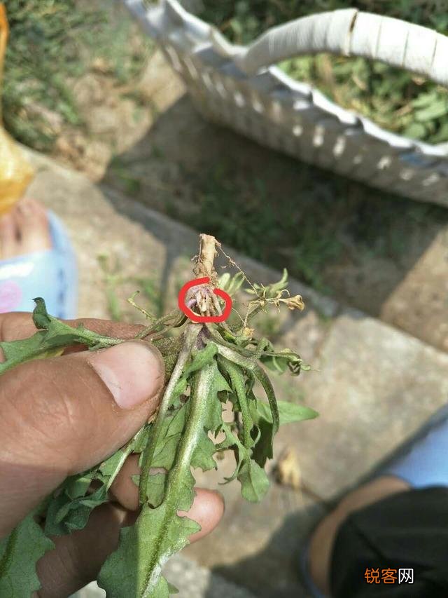 开春吃什么野菜清肝,明目,败火,怎么吃,有什么特色地方野菜？