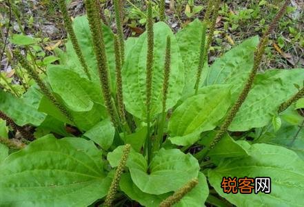 开春吃什么野菜清肝,明目,败火,怎么吃,有什么特色地方野菜？