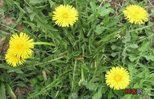 开春吃什么野菜清肝,明目,败火,怎么吃,有什么特色地方野菜？