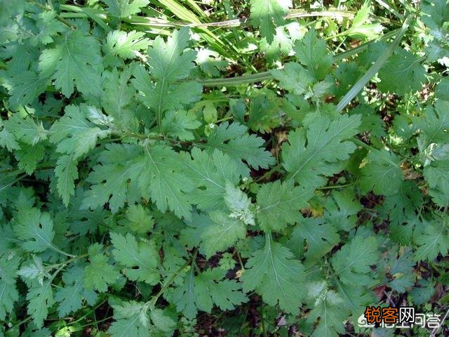 开春吃什么野菜清肝,明目,败火,怎么吃,有什么特色地方野菜？