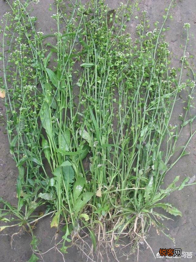 开春吃什么野菜清肝,明目,败火,怎么吃,有什么特色地方野菜？