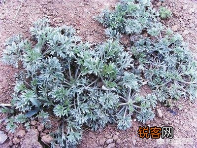 开春吃什么野菜清肝,明目,败火,怎么吃,有什么特色地方野菜？