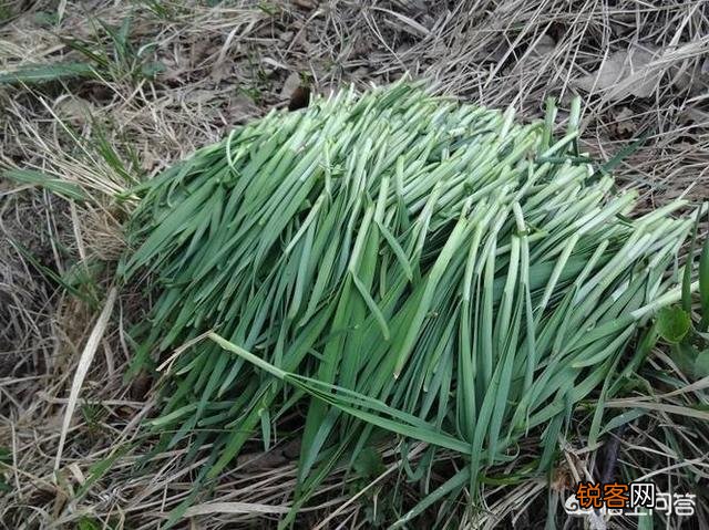 开春吃什么野菜清肝,明目,败火,怎么吃,有什么特色地方野菜？