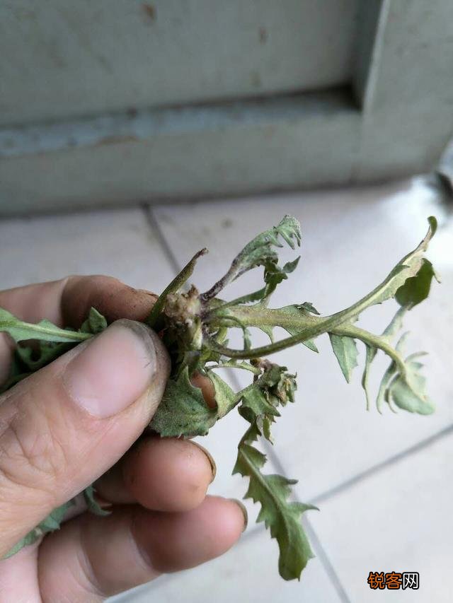 开春吃什么野菜清肝,明目,败火,怎么吃,有什么特色地方野菜？