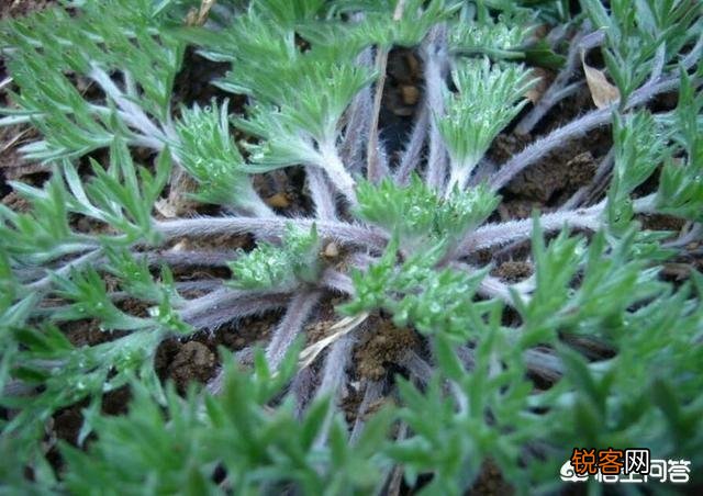 你所在的农村里,三月份都有哪些可食用的野菜？都是怎么烹调的？