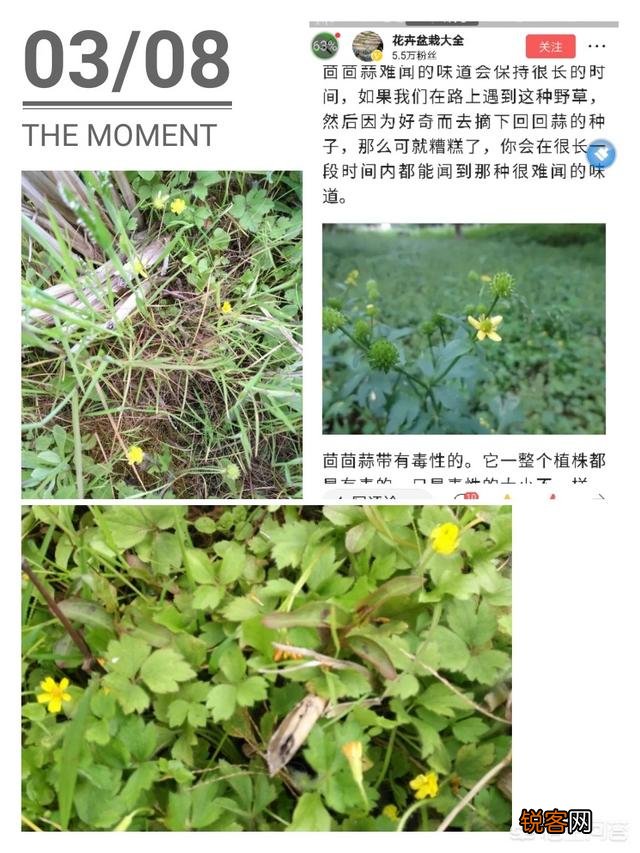 你所在的农村里,三月份都有哪些可食用的野菜？都是怎么烹调的？