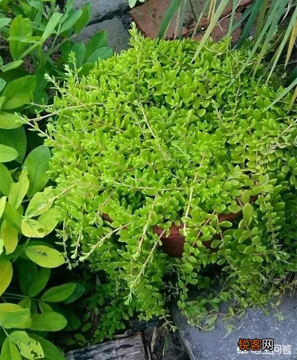 你所在的农村里,三月份都有哪些可食用的野菜？都是怎么烹调的？