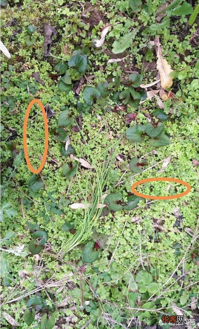 你所在的农村里,三月份都有哪些可食用的野菜？都是怎么烹调的？